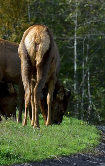 Как олени не уважают фотографов.