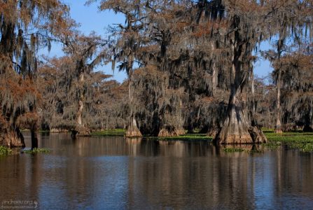 Кипарисы вида Bald Cypress (Swamp Cypress; Taxodium distichum) на озере Каддо.