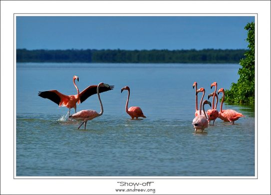 Хвастун. Один из группы молодых фламинго выпендривается перед другими.