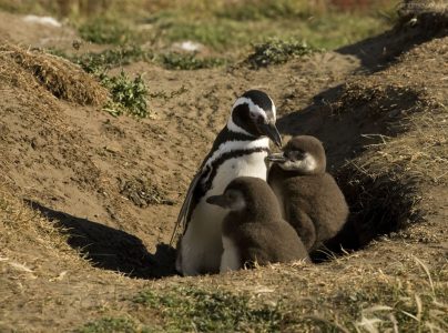Мама пингвиниха с детьми в норе.