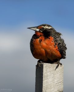 Long-tailed Meadowlark (Sturnella loyca).