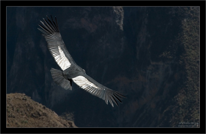 Андский кондор (Vultur gryphus) — птица из семейства американских грифов, распространён в Андах и на тихоокеанском побережье Южной Америки.