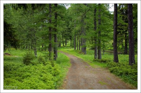 Ботанический сад расположен в своеобразной котловине, окруженной с трех сторон холмами.