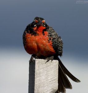 Long-tailed Meadowlark, или Красногрудый трупиал.