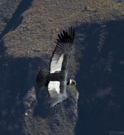В культуре народов Анд, кондор - это символ силы и здоровья.