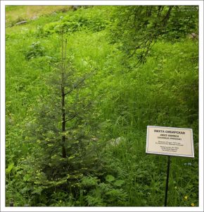 Ботанический сад на Большом Соловецком острове был основан в 1822 году.