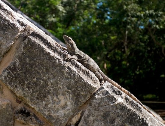 Самка черной игуаны греется на древних камнях пирамиды. Чичен-Ица.