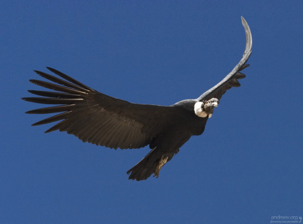 Набрав высоту, кондоры очень редко делают взмахи крыльями, используя энергию воздушных масс и тем самым экономя свою собственную.
