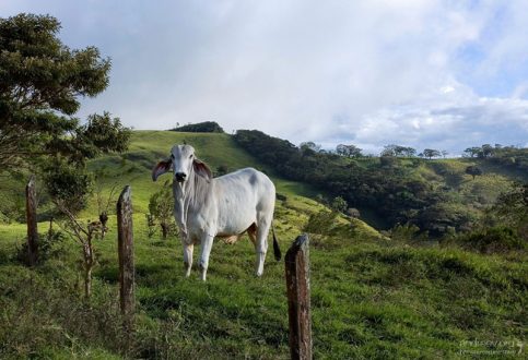 Типичная коста-риканская корова вида Brahman cow со смешными, висячими ушами.