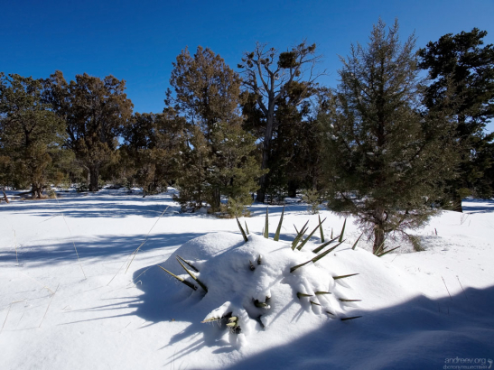Агава под снегом.