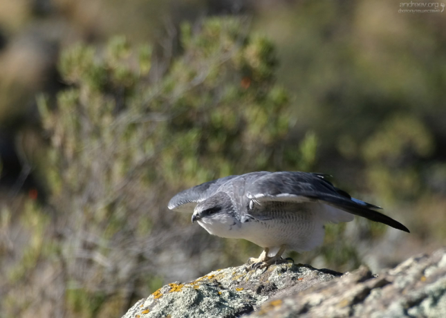 Puna hawk отправляется на охоту.