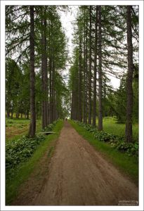 Центральная лиственничная аллея в ботаническом саду.