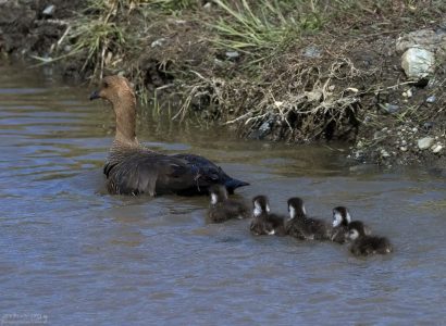 Самка Горного гуся с птенцами.