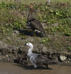 Семейство Горных гусей (Upland geese).