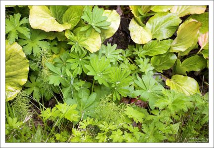 В ботаническом саду произрастают растения, высаженные монахами в 1870 - 1920 годах, а также посадки заключённых СЛОНа.