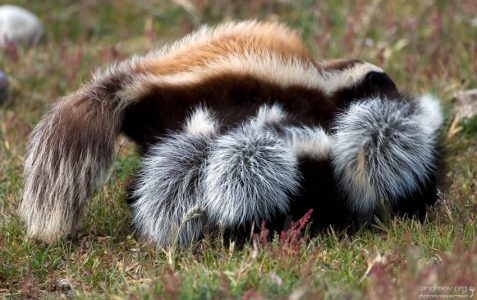 Скунсовые хвосты.