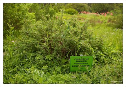 Температура воздуха в ботаническом саду в летнее время на 1,5-2° выше, чем на других участках острова.