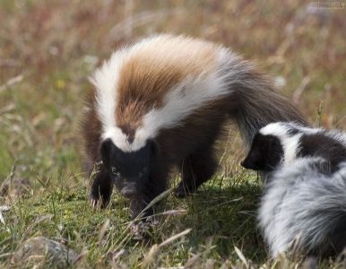 Самка скунса вида Molina's hog-nosed skunk.