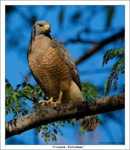 Roadside hawk (Rupornis magnirostris) – очень серьезная, хищная птица. Умеет летать среди плотной растительности, выискивать спрятавшихся мелких птичек, белок, бурундуков и сусликов. Бывает нападает на птичьи фермы.