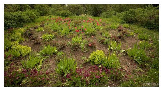 Чуть более теплый климат в ботаническом саду позволяет выращивать свыше 50 видов растений, которые климатически не характерны для северных широт.