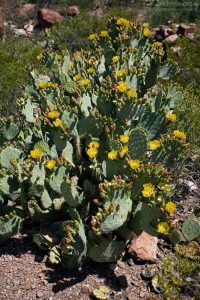 Кактус будто бы сошел с ума, увесив себя десятками распустившихся бутонов.