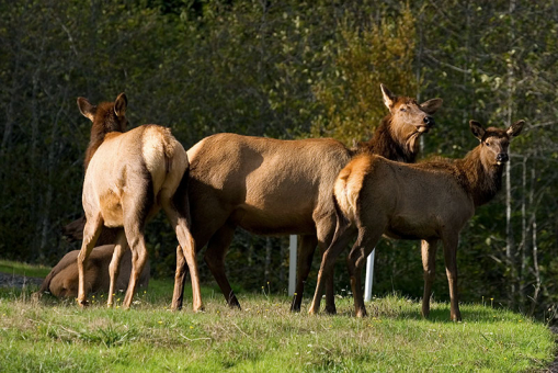 Группа оленей Roosevelt Elks на обочине Newton B. Drury Scenic Parkway.