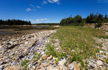 Залежи ракушек на полуострове Скудик.