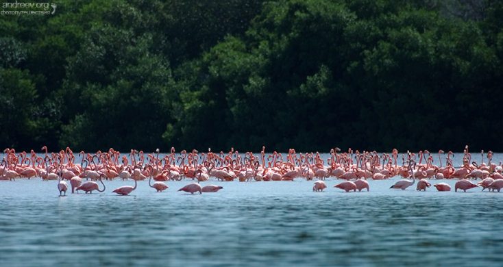 Фламинговый базар. Celestun Biosphere Reserve.