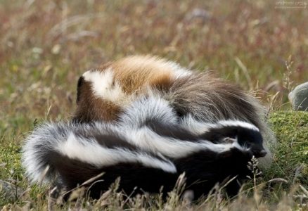 Мамаша-скунс и три дитяти.