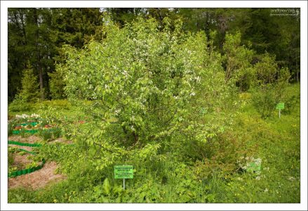 Сахалинская яблоня в ботаническом саду.