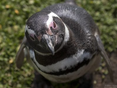 Щас вцеплюсь!