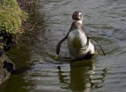 Пошла девица по воду. Только коромысла не хватает.
