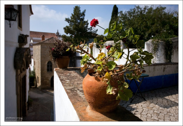 Герань в горшках - самое распространенное растение на улицах.