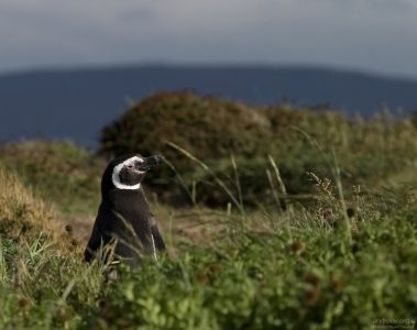 Мечтающий пингвин.