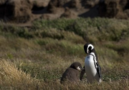 Пингвиниха с отпрыском среди травы.