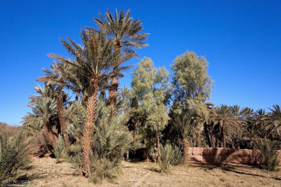 Оазис в долине реки Драа.