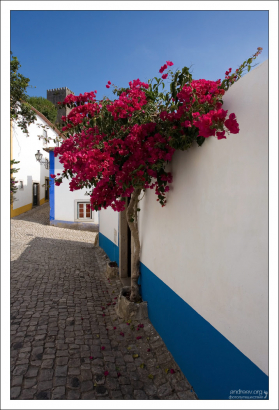 Роскошое цветущее дерево на улочке Обидуша.