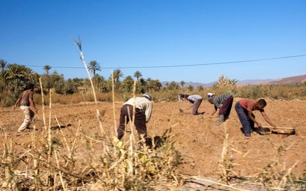 Местные жители за работой. Долина реки Драа.