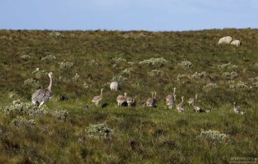Страусиный детский сад.