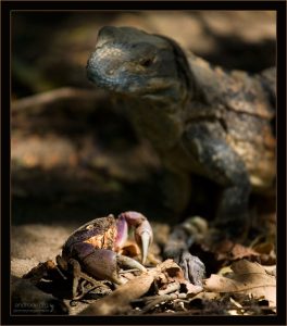 “Угроза из темноты” Ничего не подозревающий крабик греется в луче солнца на пригорке, а из темноты к нему подбирается… такое.