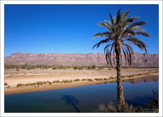 Одинокая пальма на берегу Draa.