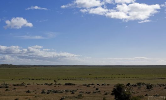 Овцы переходят на другое пастбище.