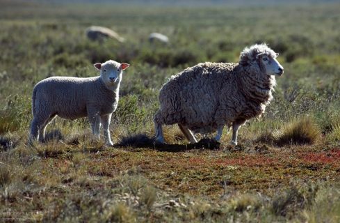 Нестриженные овцы.