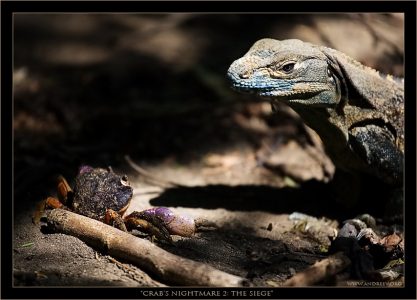 "В осаде" Краб в глубокой обороне приперт к стенке; игуана-Годзилла наступает, хищно постукивая коготком.