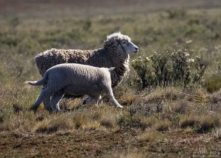 Патагонская овца с дитёнком.