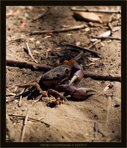 «Накось, выкуси!» Краб показывает игуане неприличный жест.