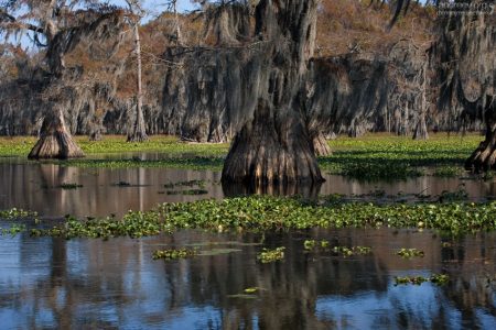 В отличие от остальных членов семьи кипарисов, Bald Cypress - не хвойное, а лиственное дерево.