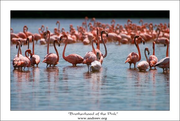 Братство розовых.