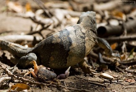 В конце краб совсем осмелел, кинув вслед игуане: “Вали-вали отседова, жыывотное!”