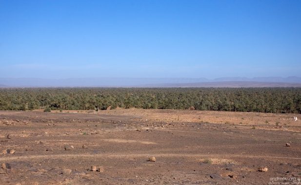 Очень обширный пальмовый оазис Du Draa на подступах к Jbel Sarhro.
